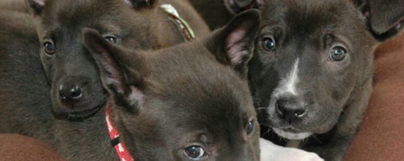 捏死流浪小奶狗