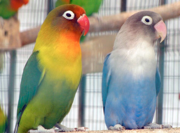 鹦鹉智商排名_鹦鹉品种智商排名前十(2)